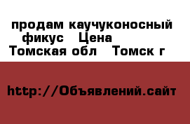 продам каучуконосный фикус › Цена ­ 1 200 - Томская обл., Томск г.  »    